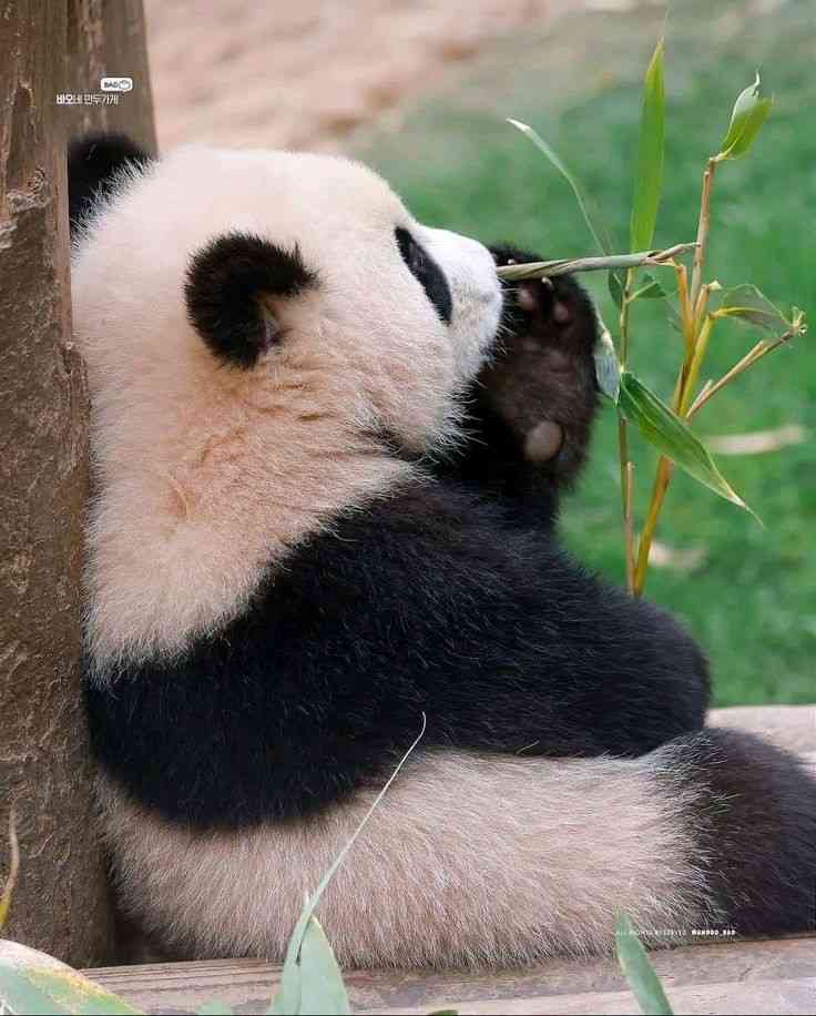 パンダの画像を貼って癒されましょう