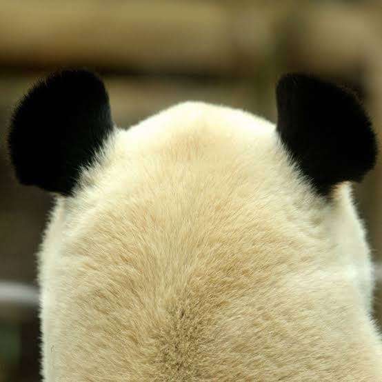 パンダの画像を貼って癒されましょう