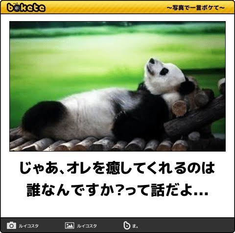 パンダの画像を貼って癒されましょう