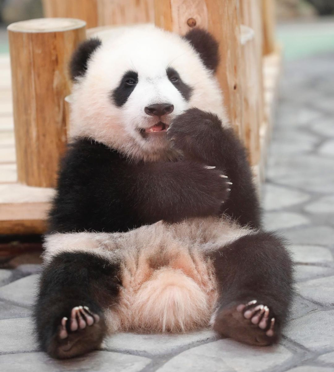 パンダの画像を貼って癒されましょう