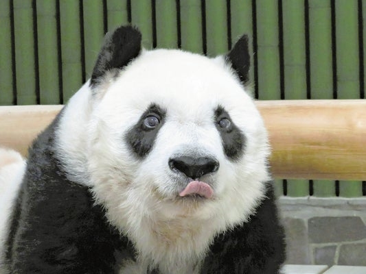 パンダの画像を貼って癒されましょう