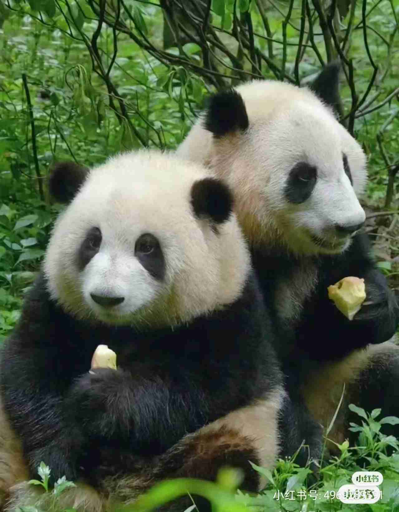 パンダの画像を貼って癒されましょう