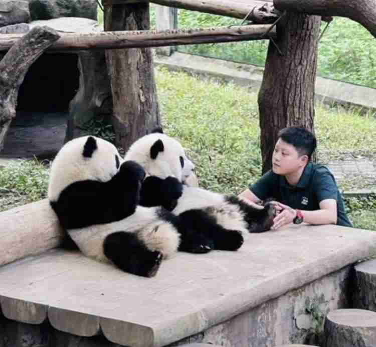 パンダの画像を貼って癒されましょう