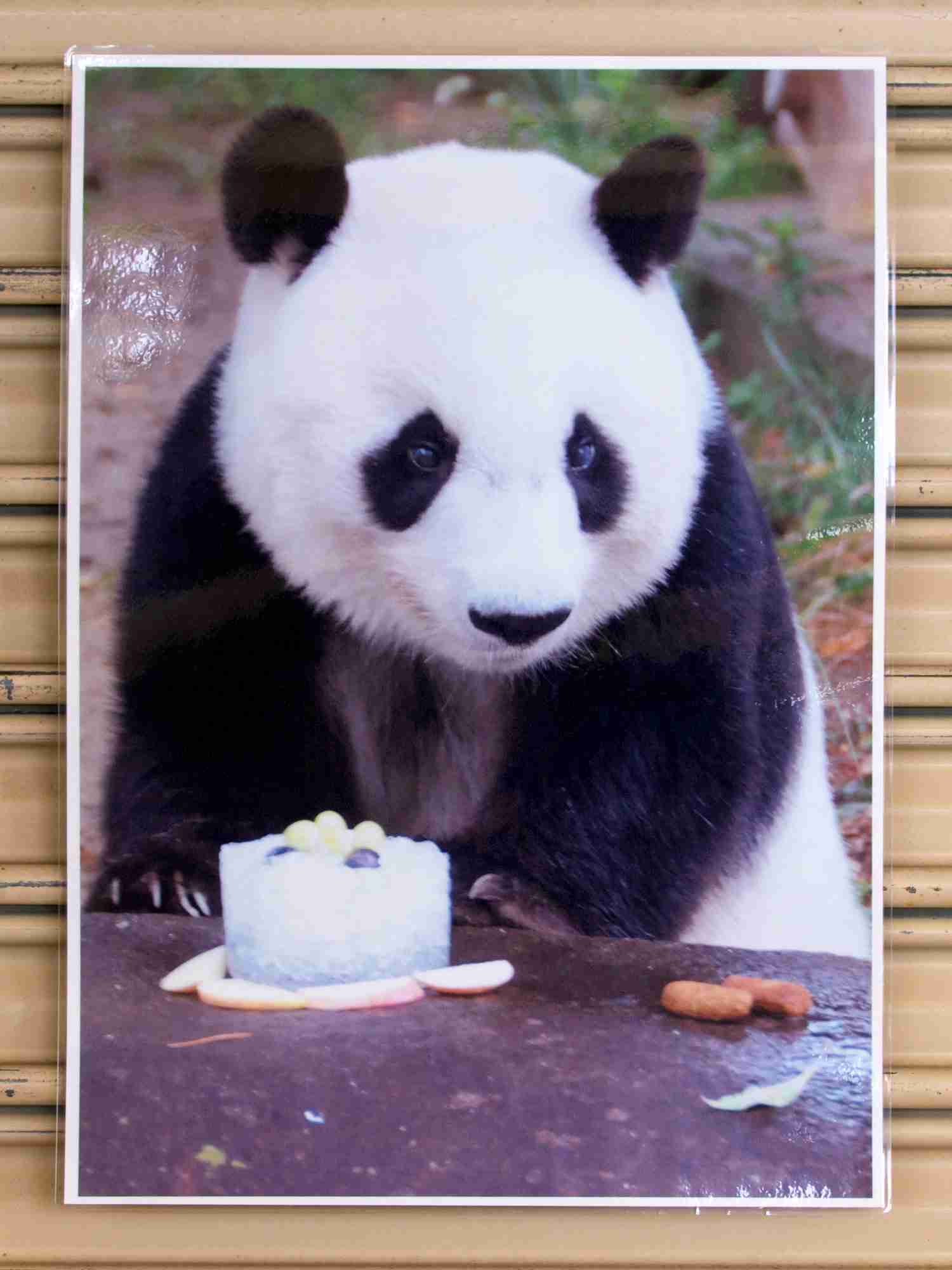 パンダの画像を貼って癒されましょう