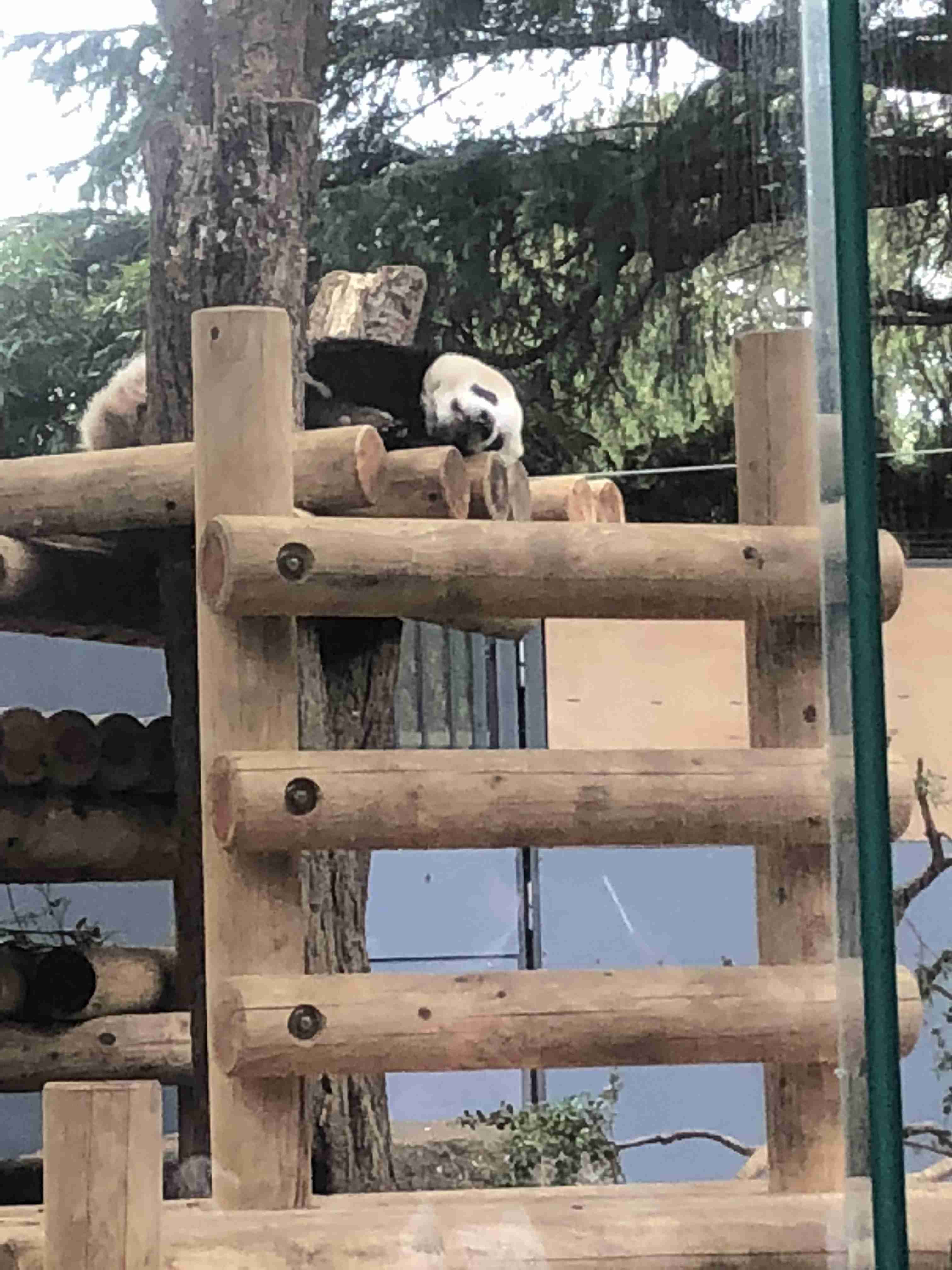 パンダの画像を貼って癒されましょう