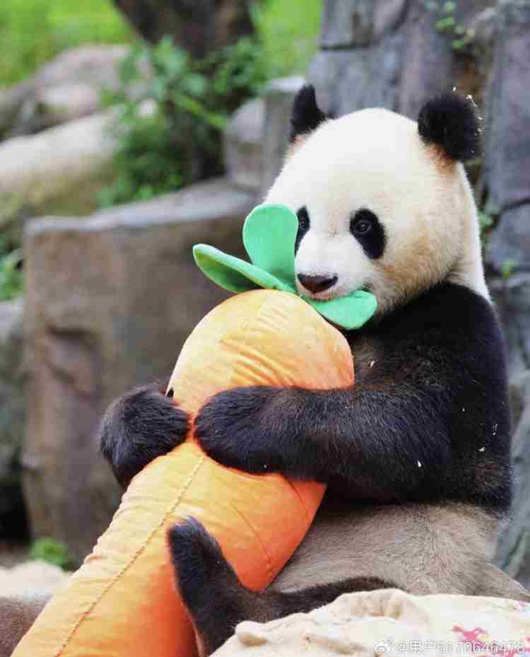 パンダの画像を貼って癒されましょう