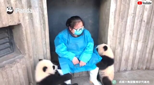 パンダの画像を貼って癒されましょう