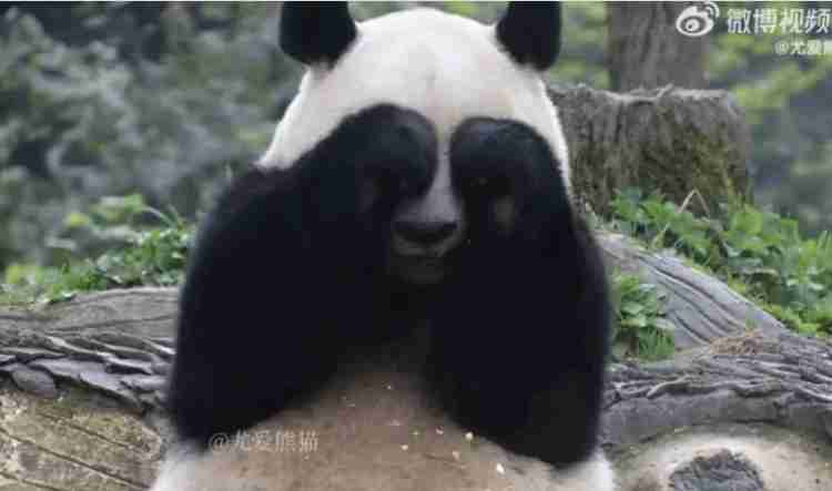 パンダの画像を貼って癒されましょう