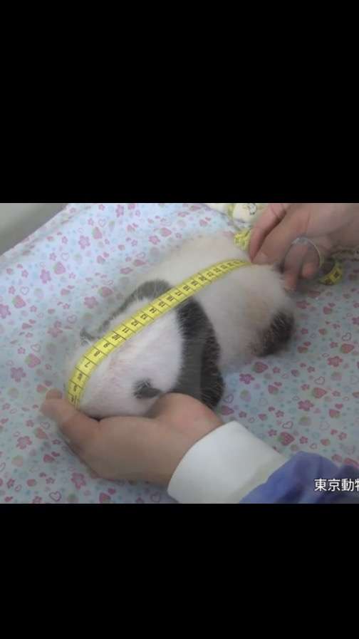 パンダの画像を貼って癒されましょう