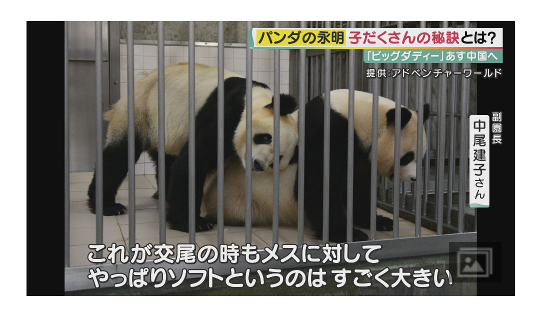 パンダの画像を貼って癒されましょう