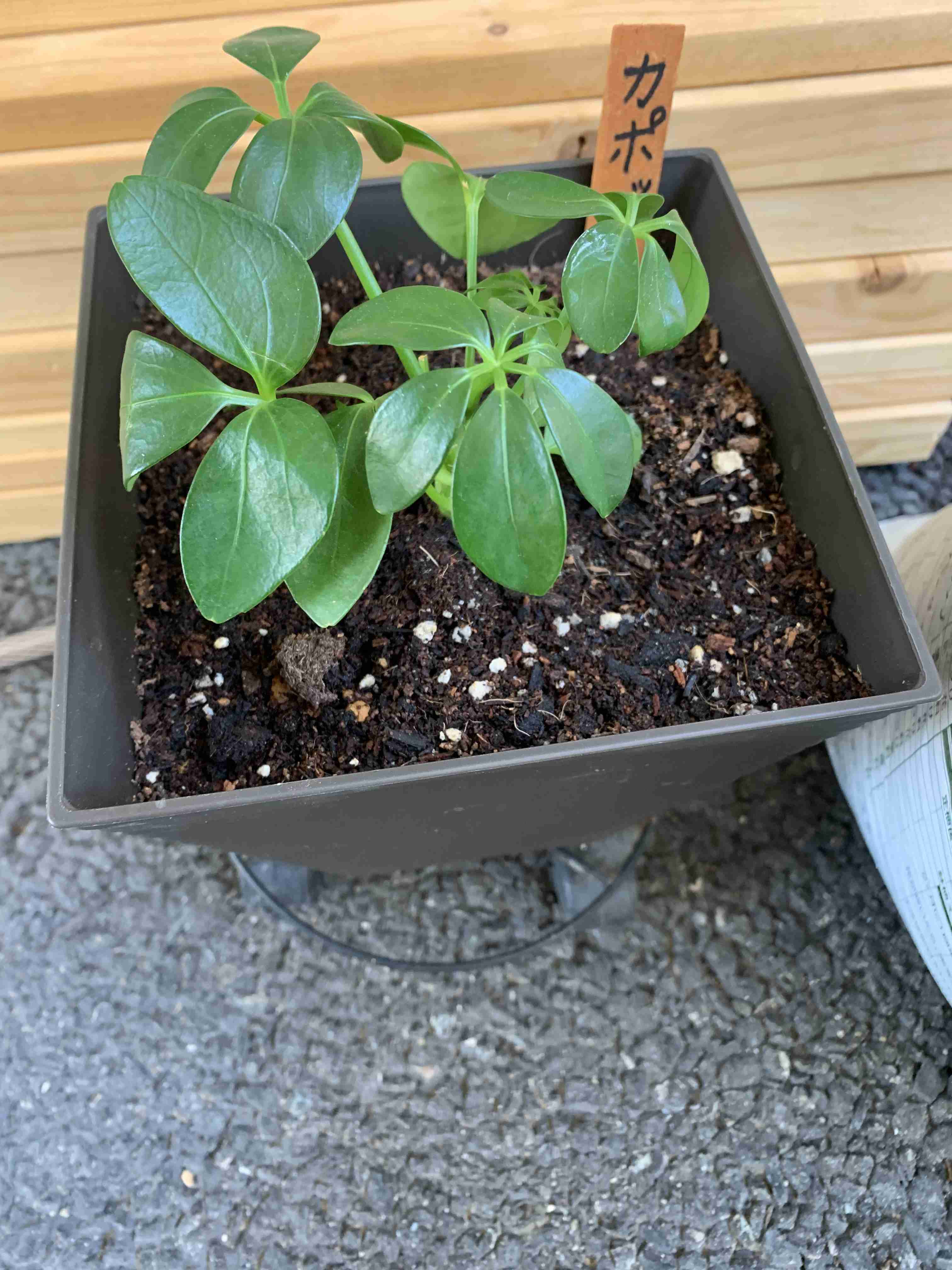 【園芸】100円ショップの植物を育ててる人！【雑談】