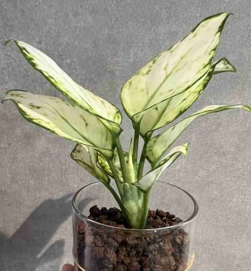 【園芸】100円ショップの植物を育ててる人！【雑談】