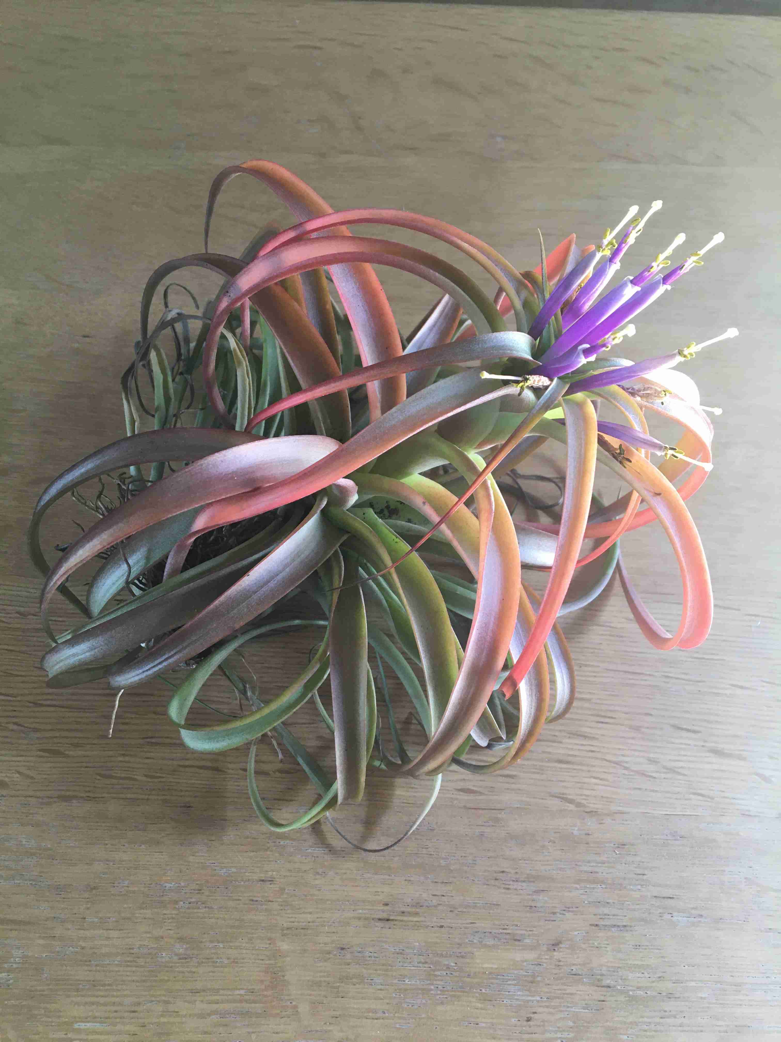 【園芸】100円ショップの植物を育ててる人！【雑談】