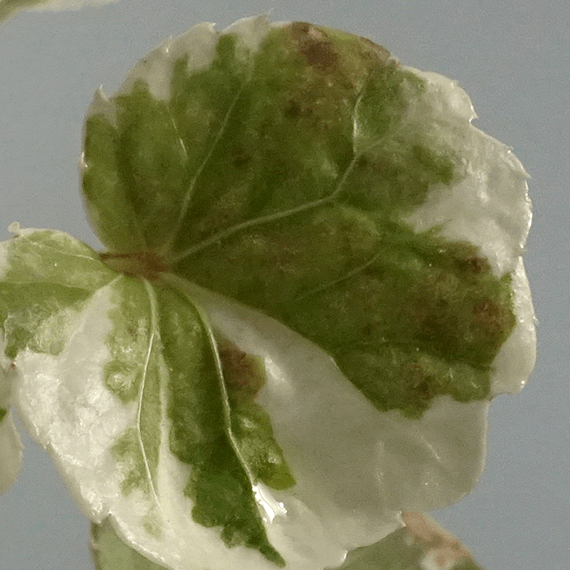 【園芸】100円ショップの植物を育ててる人！【雑談】