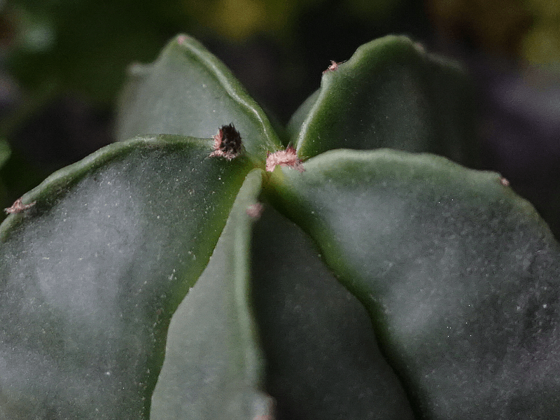 【園芸】100円ショップの植物を育ててる人！【雑談】
