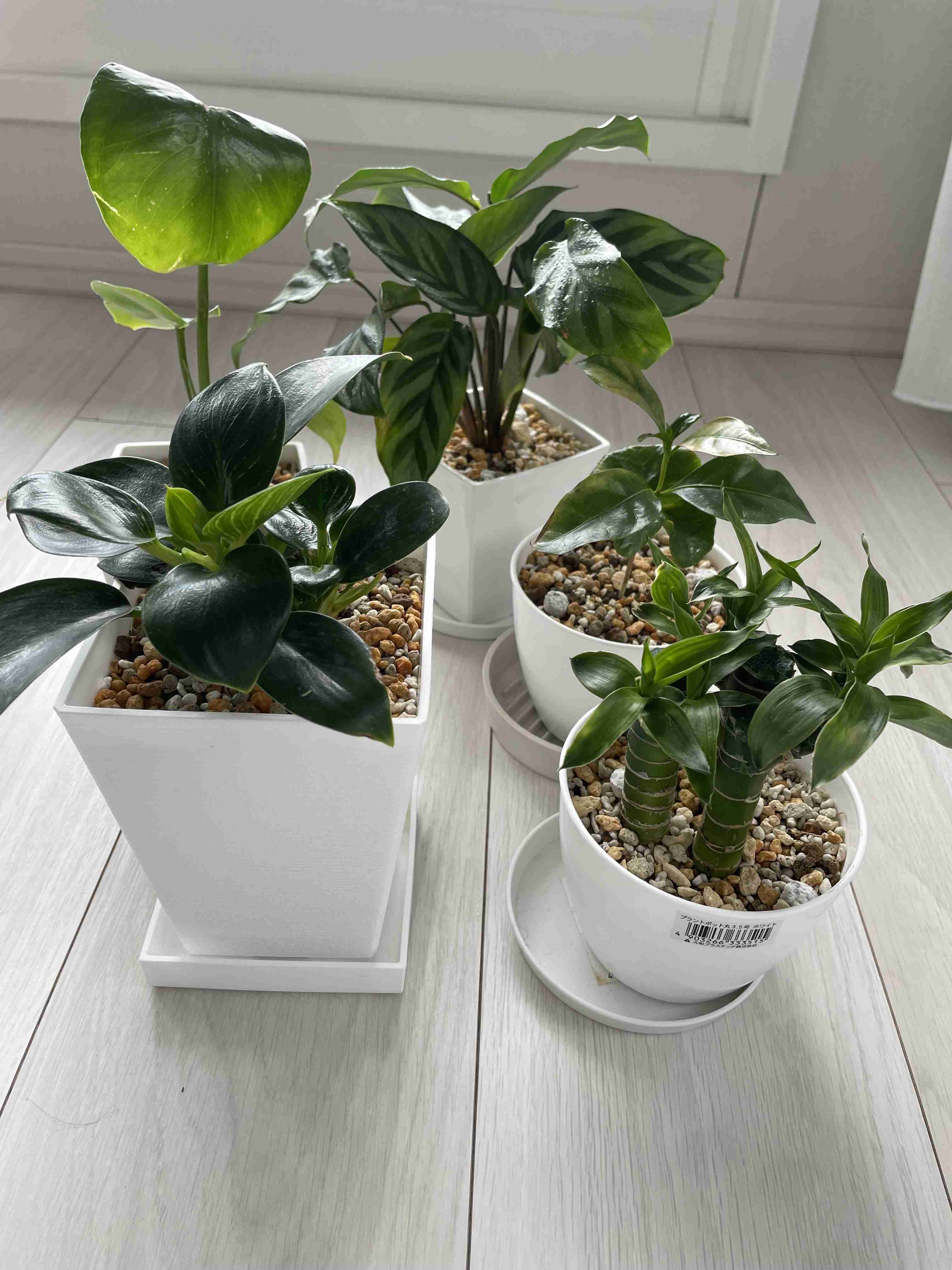 【園芸】100円ショップの植物を育ててる人！【雑談】