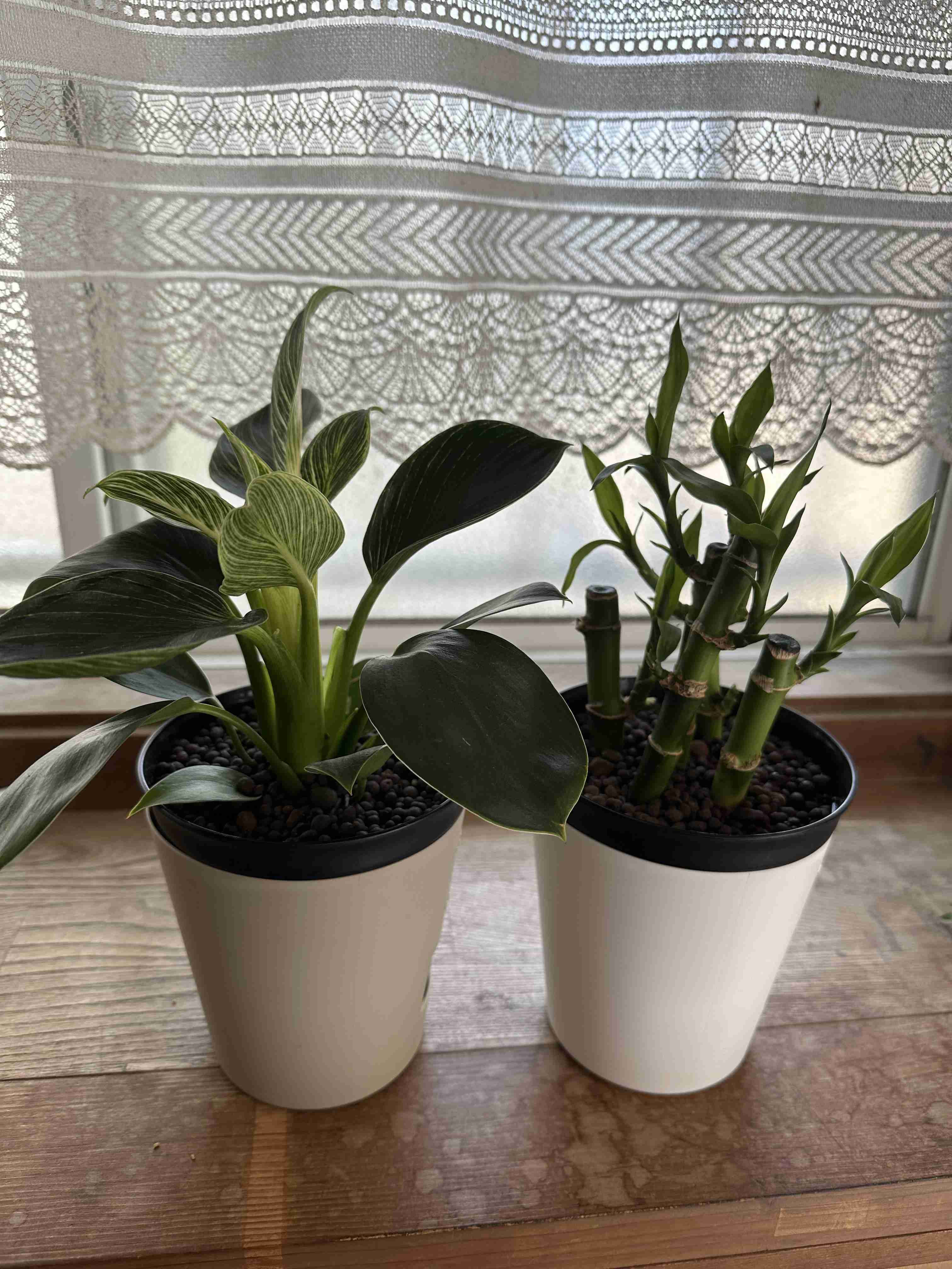 【園芸】100円ショップの植物を育ててる人！【雑談】