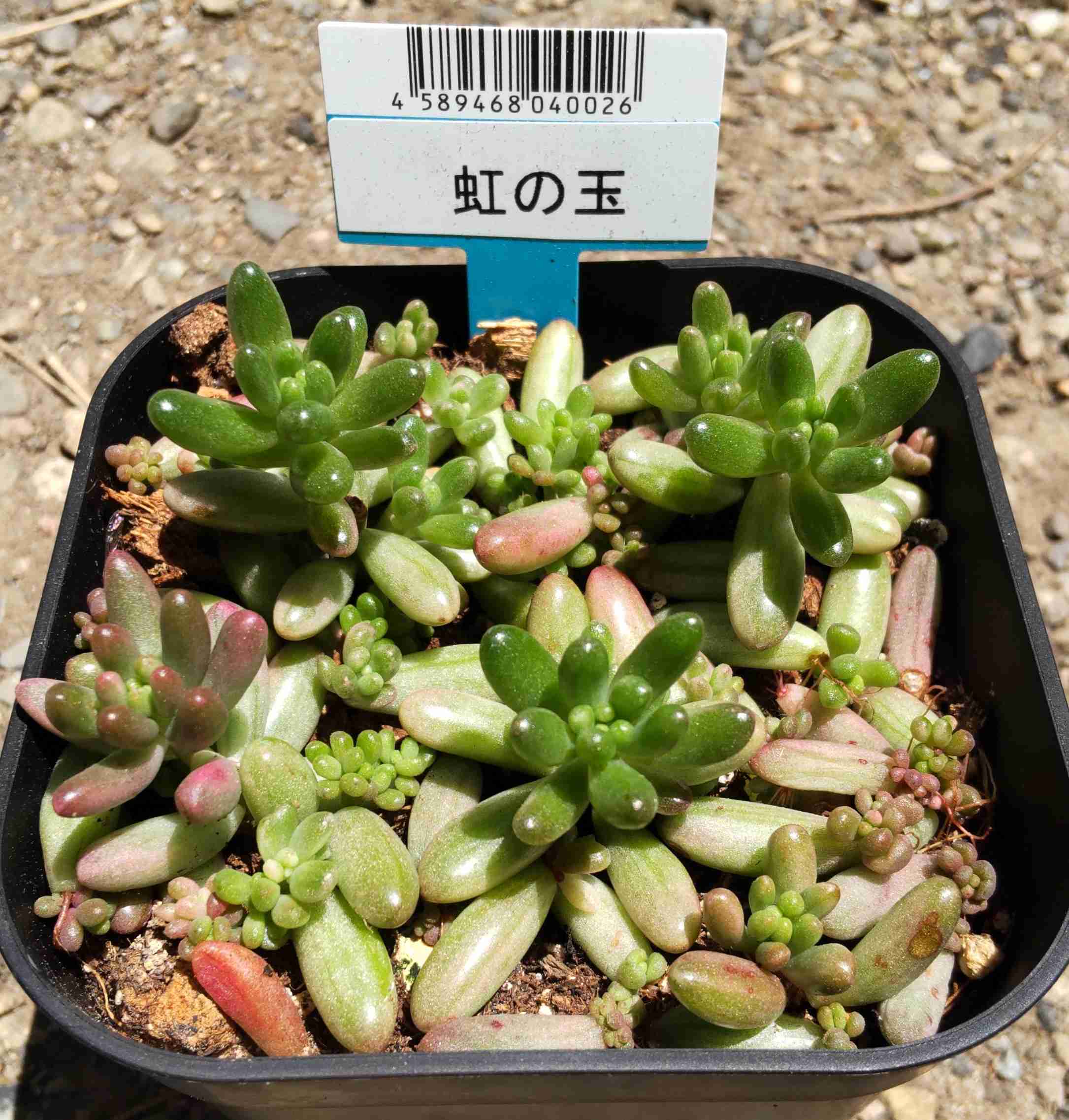 【園芸】100円ショップの植物を育ててる人！【雑談】