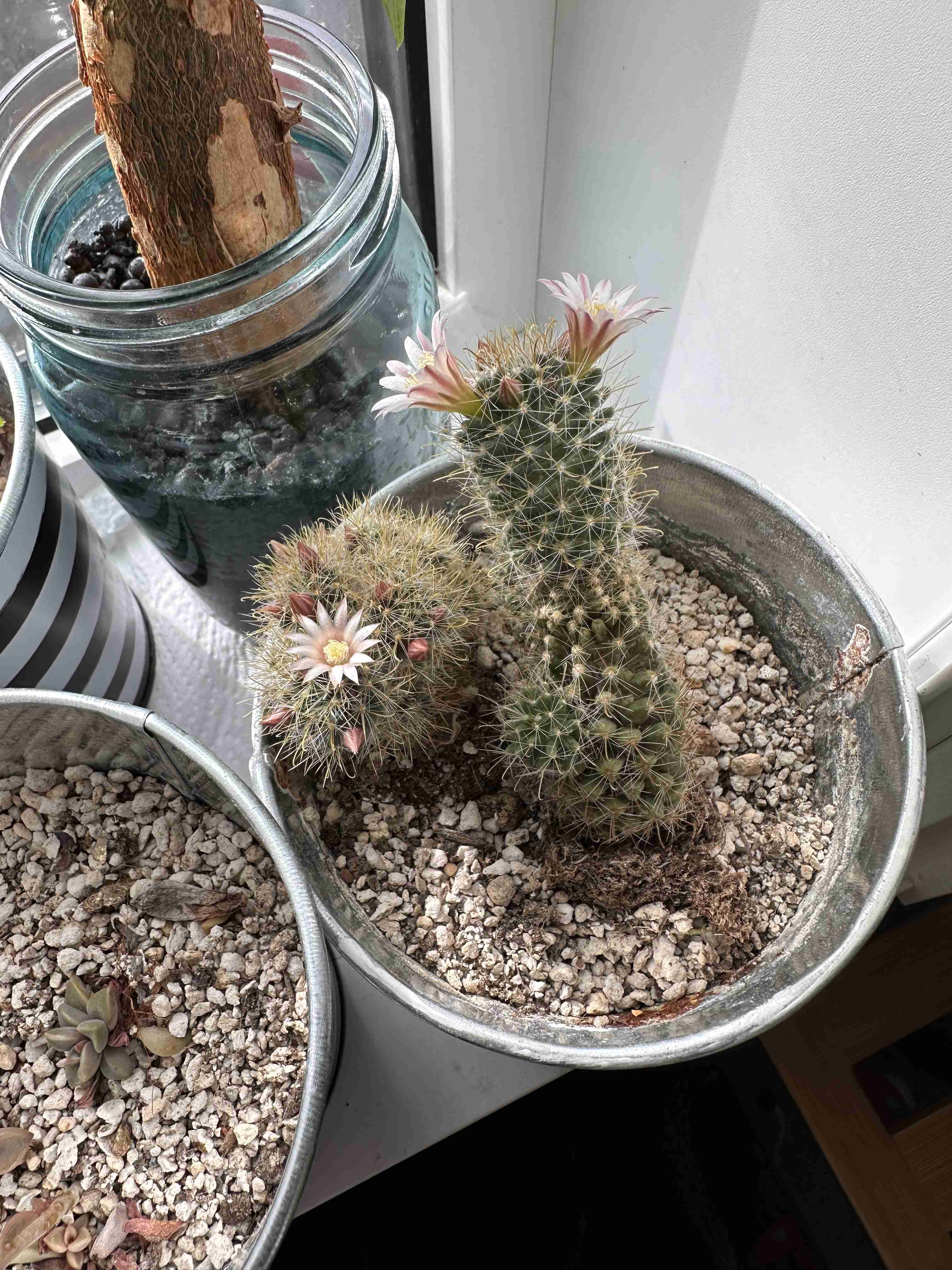 【園芸】100円ショップの植物を育ててる人！【雑談】