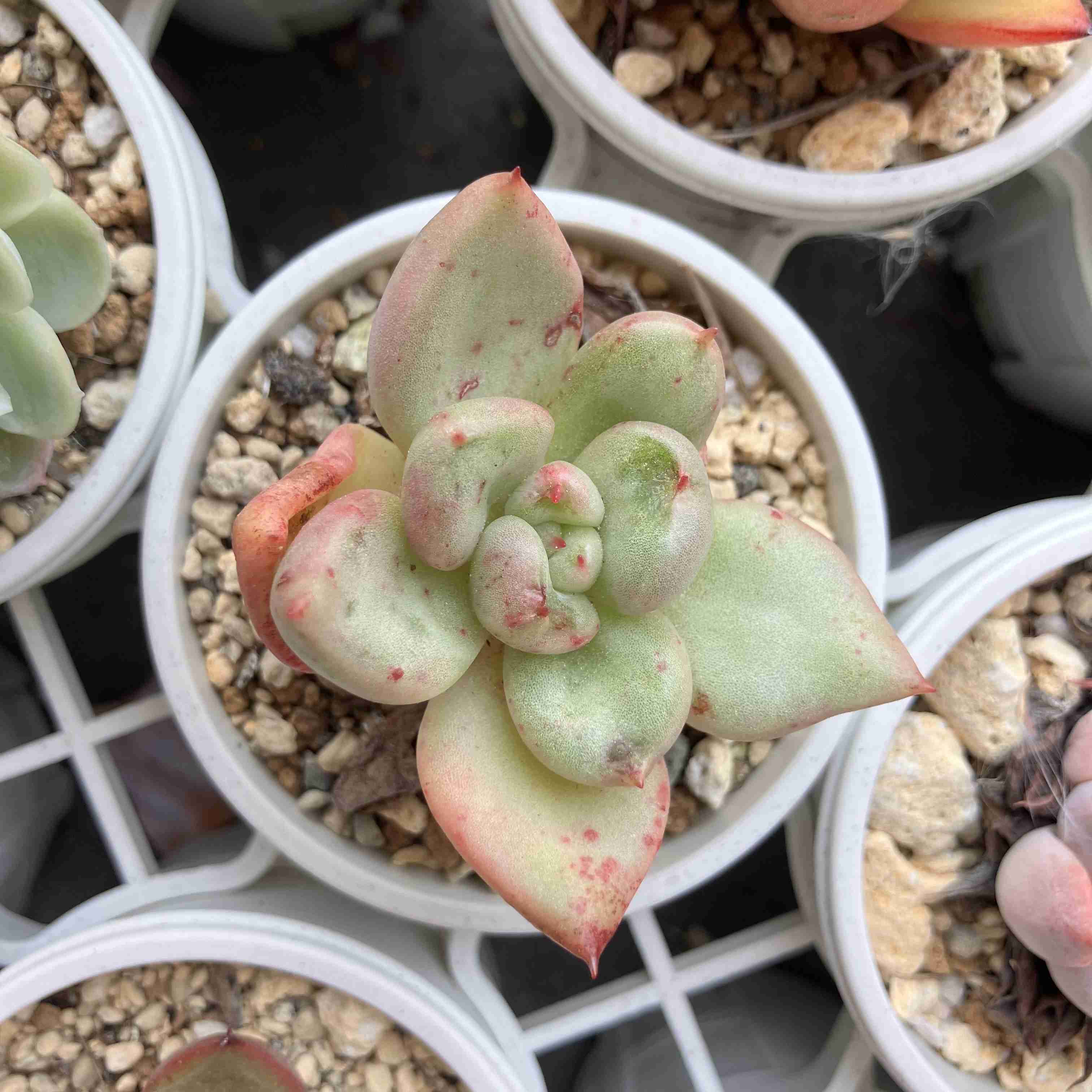 【園芸】100円ショップの植物を育ててる人！【雑談】