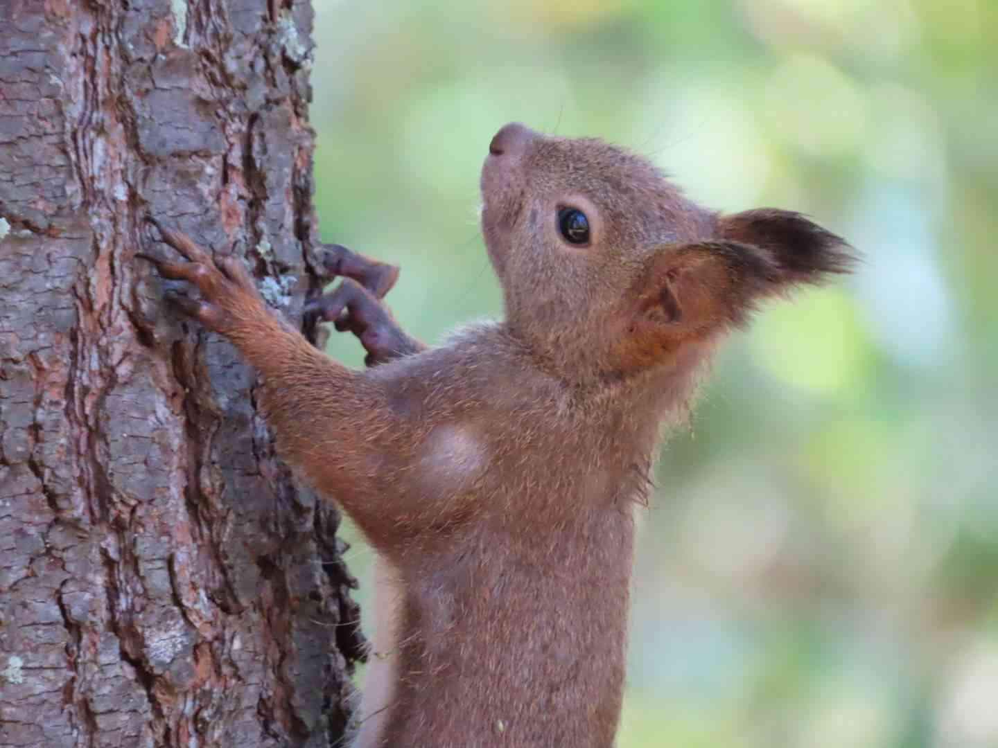 ミラーレス一眼、一眼レフカメラについて語りたい