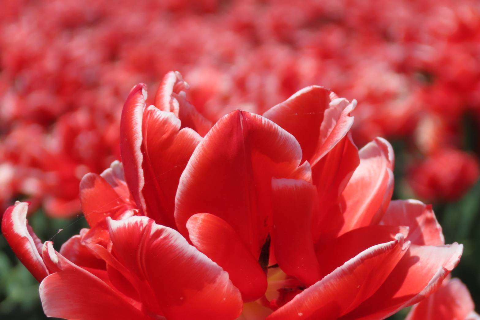 ミラーレス一眼、一眼レフカメラについて語りたい