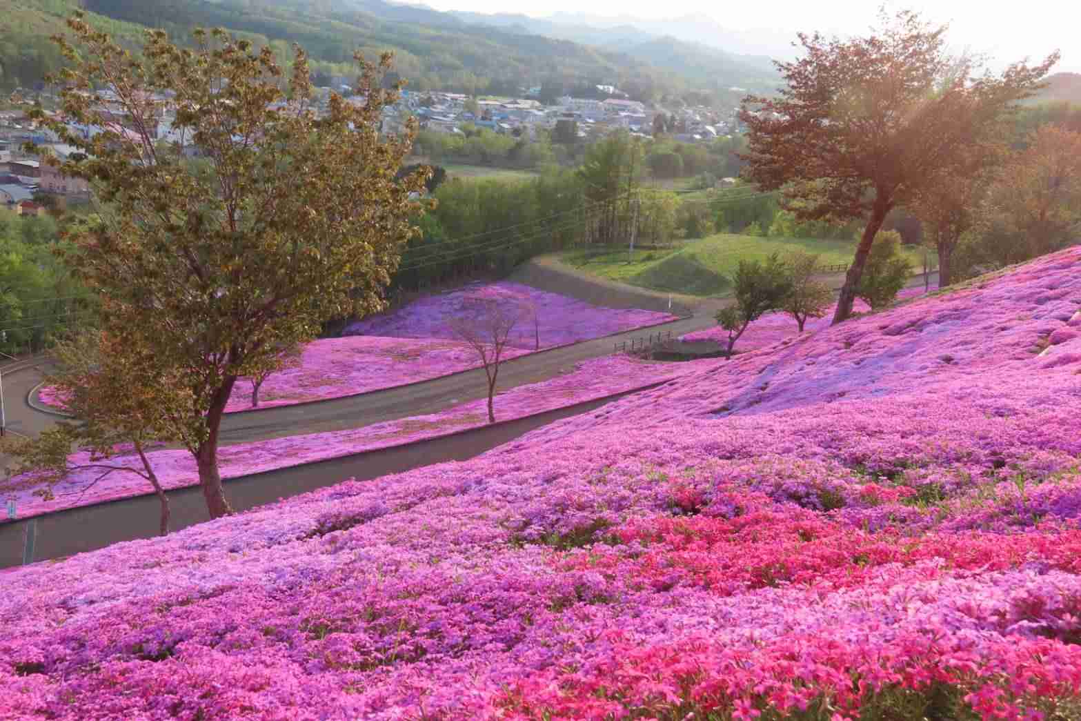 ミラーレス一眼、一眼レフカメラについて語りたい