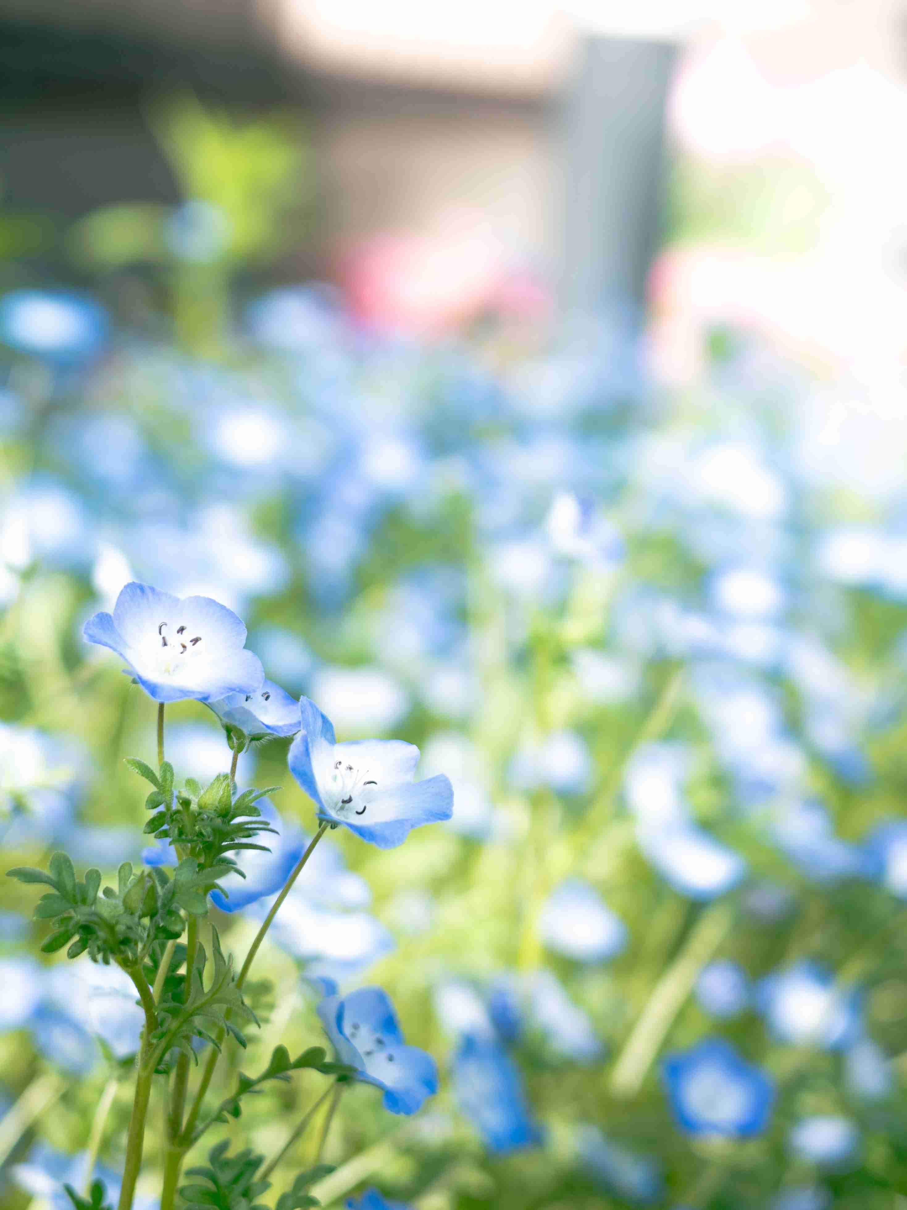 ミラーレス一眼、一眼レフカメラについて語りたい