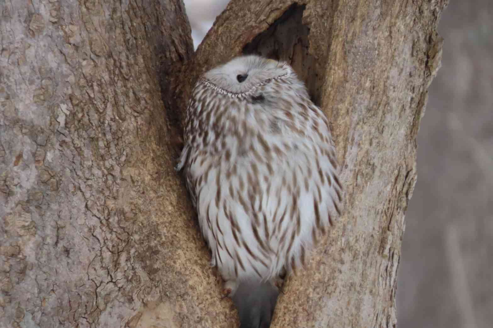 ミラーレス一眼、一眼レフカメラについて語りたい