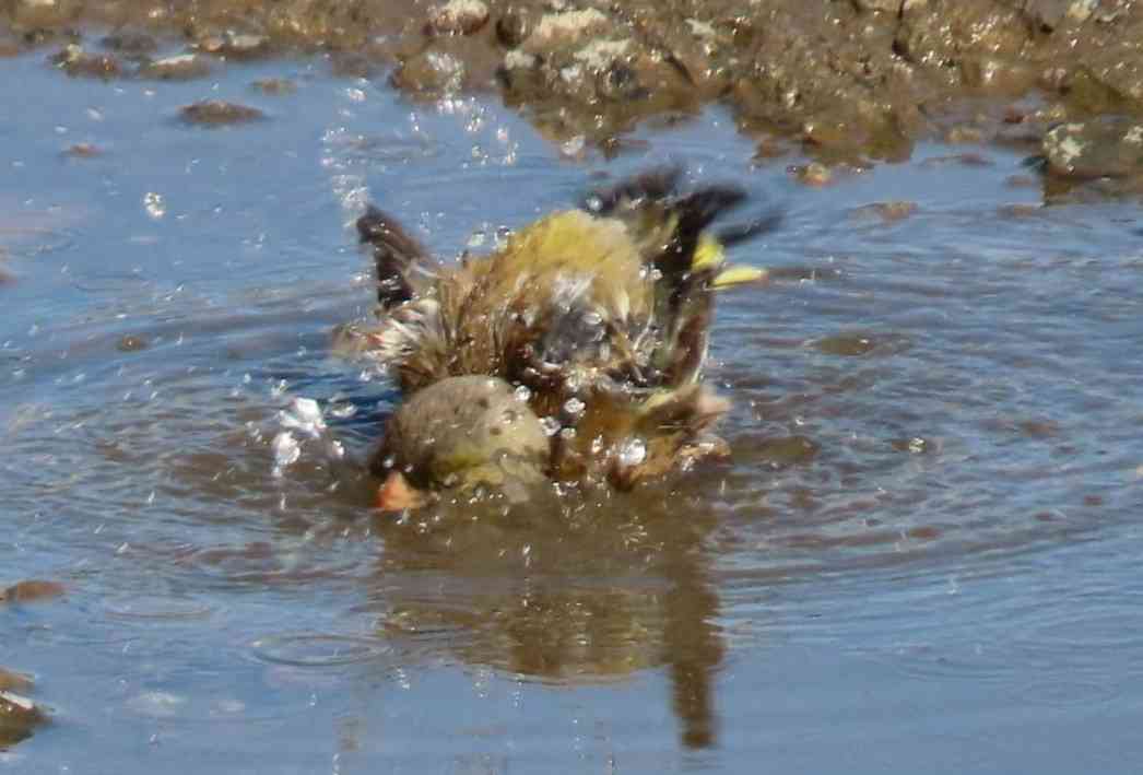 ミラーレス一眼、一眼レフカメラについて語りたい