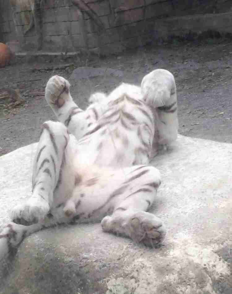 ホワイトタイガーの子ども、調子に乗ってお母さんの尻尾を… まるで漫画のような展開と表情に笑ってしまう