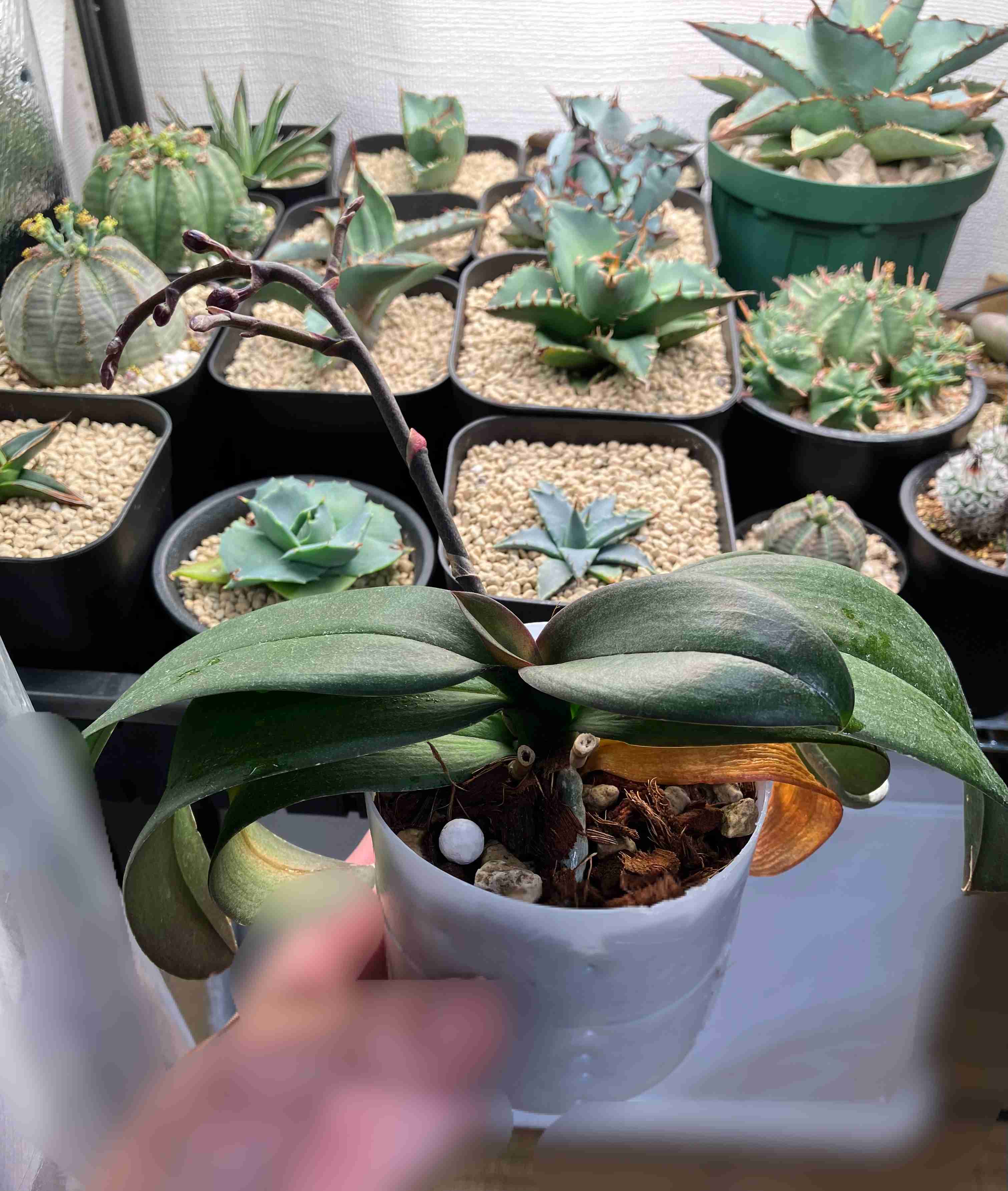 ガーデニング　🌱見切り苗を救済する会🌱　緑の指の持ち主＆なりたい人