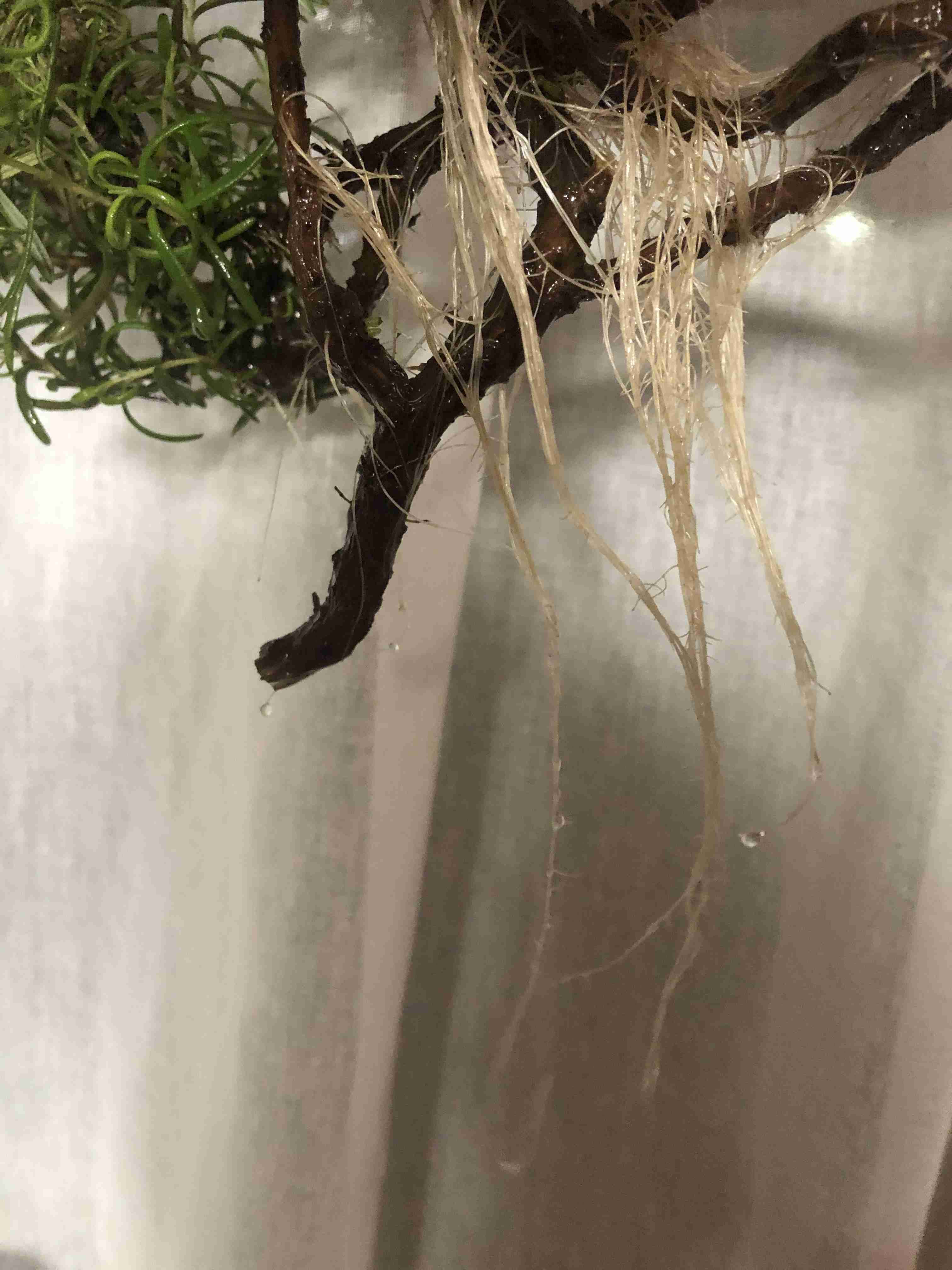 ガーデニング　🌱見切り苗を救済する会🌱　緑の指の持ち主＆なりたい人