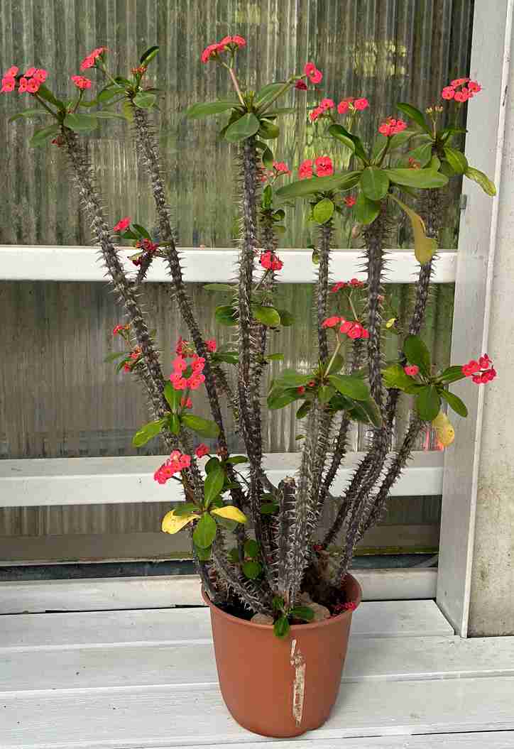 ガーデニング　🌱見切り苗を救済する会🌱　緑の指の持ち主＆なりたい人