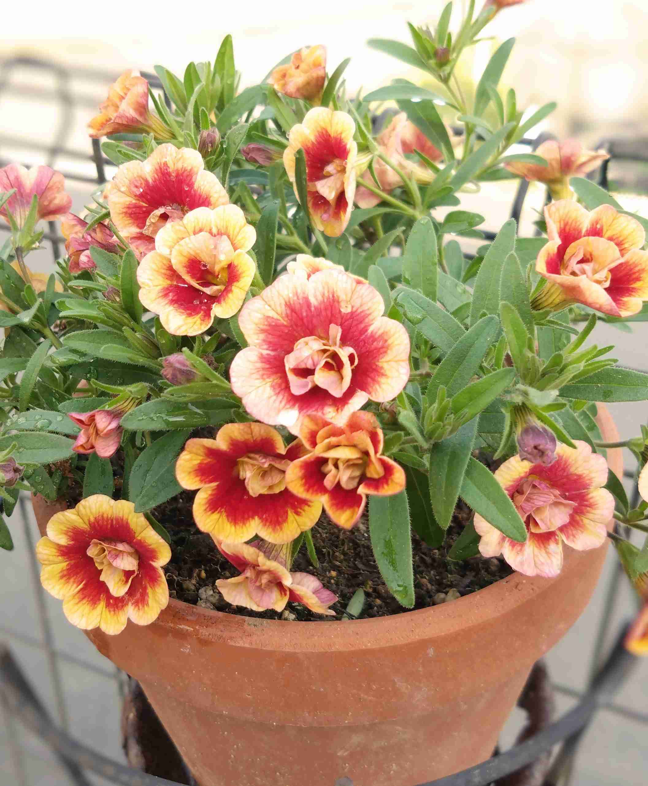 ガーデニング　🌱見切り苗を救済する会🌱　緑の指の持ち主＆なりたい人