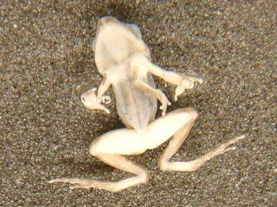【画像あり注意】頭が2つあるヘビ　北九州市の山でキャンプ中の男性が見つける　近くの博物館で保管　福岡県