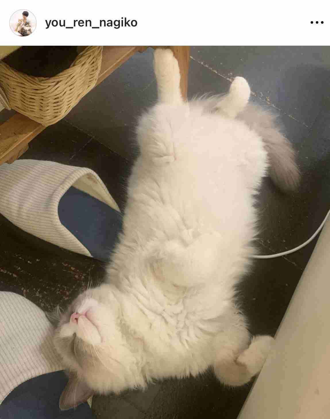 摂食障害公表の遠野なぎこ、“水分も取れない”ほどの体調不良に「頑張ってるつもりが減る体重」「完全にカロリー不足が原因」と悲痛　愛猫の行動にも異変