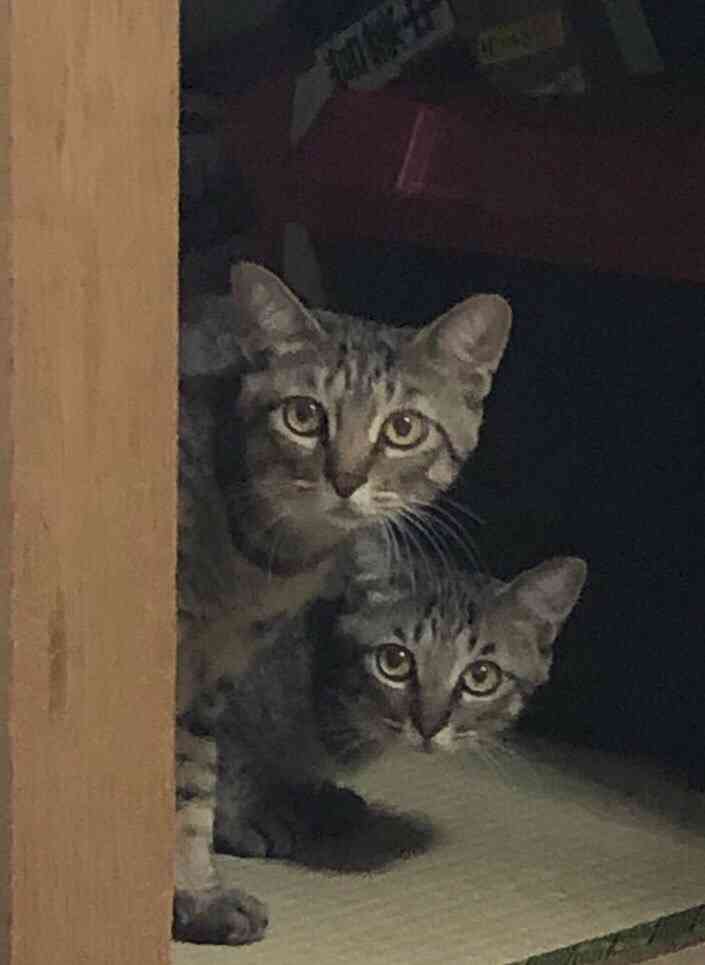 ペットを飼ってる人の掃除機