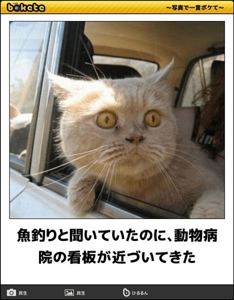 動物病院での愛猫