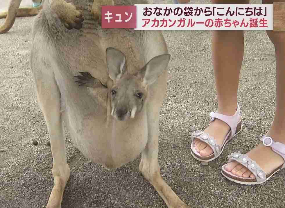 東京消防庁の31歳消防士が走行中の電車内で下半身露出か「はみ出してしまった」