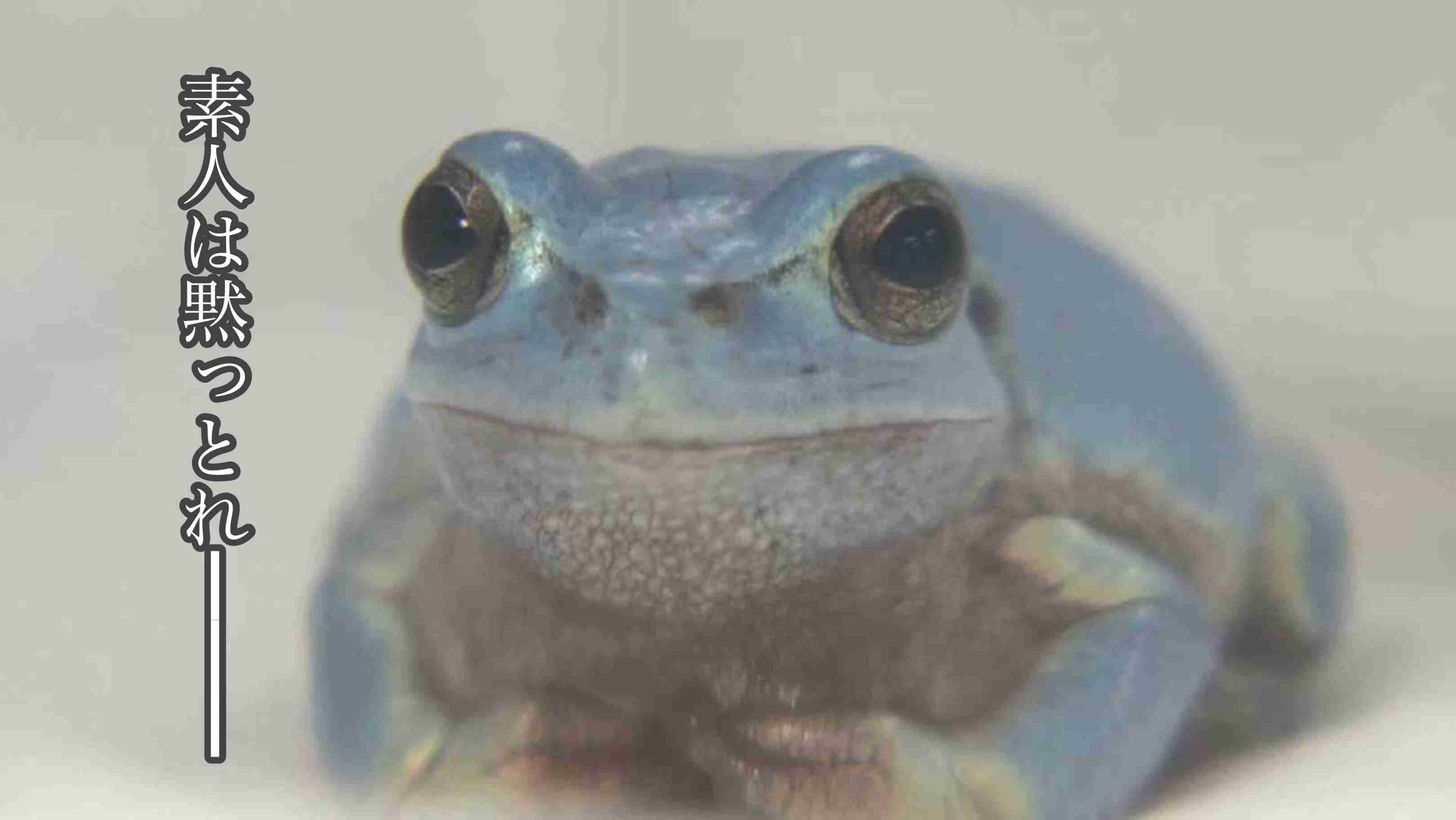 幸運の水色ニホンアマガエル、天敵に捕まらず体長３センチ…福岡の高校学園祭で公開検討
