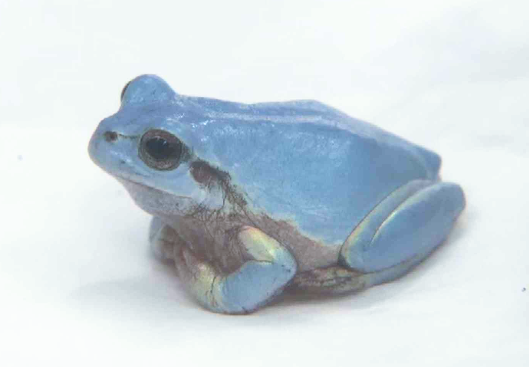 幸運の水色ニホンアマガエル、天敵に捕まらず体長３センチ…福岡の高校学園祭で公開検討