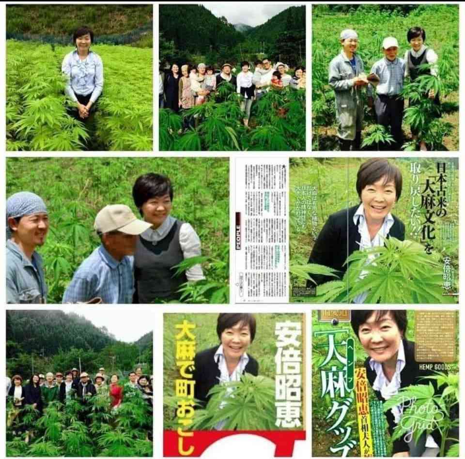 大麻常用、飲酒を上回る 2022年にアメリカで1770万人 大学推計