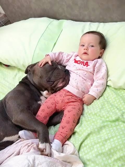 ピットブルに首を噛まれた飼い主が死亡　目撃者「犬は彼を引き裂いていた」（米）