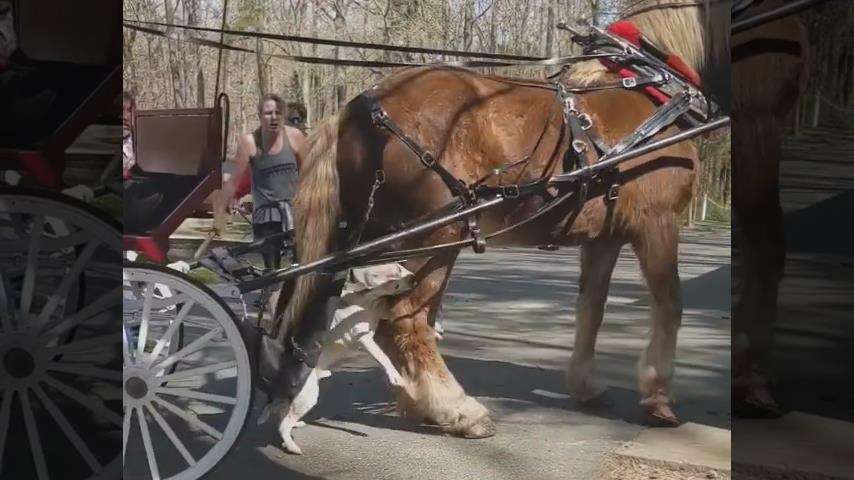 ピットブルに首を噛まれた飼い主が死亡　目撃者「犬は彼を引き裂いていた」（米）