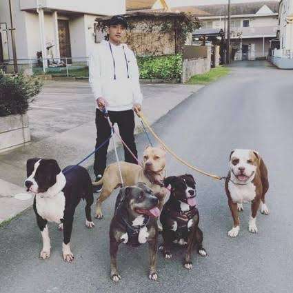 ピットブルに首を噛まれた飼い主が死亡　目撃者「犬は彼を引き裂いていた」（米）