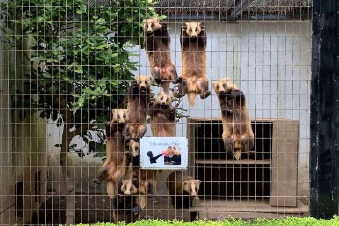 土手でランニング中「やあ、人間！」とあいさつに来た謎生物が900万表示の話題　「そいつ美味いですよ」「こんな無警戒に近寄って…」