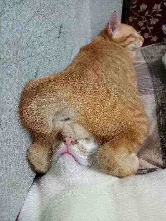 自分の謎行動