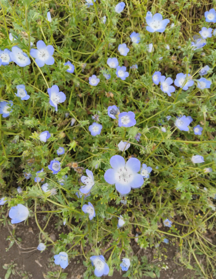 【定期】鬼滅の刃で彼氏にしたいキャラ Part17【妄想】