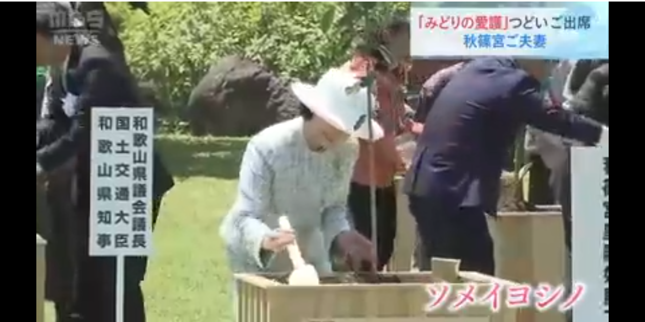 https://up.gc-img.net/post_img/2024/06/HKwplCdHdG9YsA1_L4FlX_8160.png
